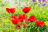 Poppy, Papaver somniferum Le Géant, Euphorbia polychroma Major, flowers