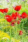 Poppy, Papaver somniferum Le Géant, Euphorbia polychroma Major, flowers