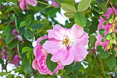 Virginia Rose Plena, Rosa virginiana Plena, flowers