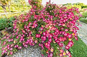 Rosa Star Profusion in bloom