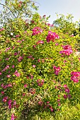 Scotch rose, Rosa spinosissima Single Cherry, in bloom