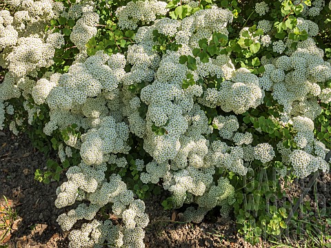 Asian_meadowsweet_Spiraea_trilobata_in_bloom