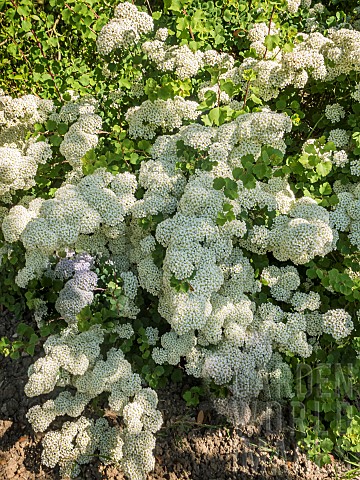 Asian_meadowsweet_Spiraea_trilobata_in_bloom
