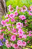 Rhododendron Rosebud, flowers