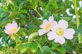 Elliptical-leaf Rose, Rosa elliptica, flowers