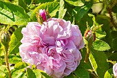 Moss-Rose, Rosa Salet, flower