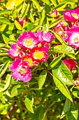 Multiflora rose, Rosa Maria Lisa, flowers