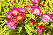 Multiflora rose, Rosa Maria Lisa, flowers