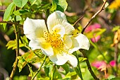 Rosa Golden Wings, flower