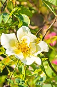 Rosa Golden Wings, flower
