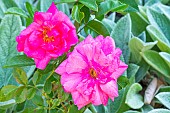 Rose floribunda, Rosa Les Amoureux de Peynet, Breeder: Meilland (FRA) 1992, flowers