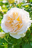 Rose floribunda, Rosa Kosmos, flowers