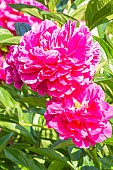 Herbaceous peony, Paeonia lactiflora Mr Adam Mozelevsky, flowers