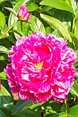 Herbaceous peony, Paeonia lactiflora Mr Adam Mozelevsky, flower
