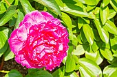 Herbaceous peony, Paeonia lactiflora John Howard Wigell, Flower