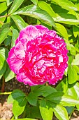 Herbaceous peony, Paeonia lactiflora John Howard Wigell, Flower
