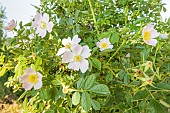 Elliptical-leaf Rose, Rosa elliptica, flowers