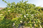 Small-flowered Sweet-briar, Rosa micrantha, in bloom