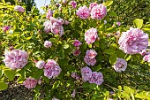 Moss-Rose, Rosa Salet, flowers