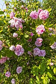 Moss-Rose, Rosa Salet, flowers