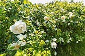 Rose floribunda, Rosa Kosmos, in bloom