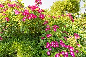Multiflora rose, Rosa Maria Lisa, in bloom