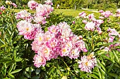 Herbaceous peony, Paeonia lactiflora Monsieur Jules Elie, flowers