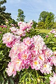 Herbaceous peony, Paeonia lactiflora Monsieur Jules Elie, flowers