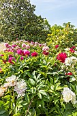 Paeonia lactiflora Lady Alexandra Duff, Paeonia lactiflora bed, Ecole du Breuil, Paris, France