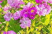 Rosa Raymond Privat, flowers