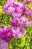 Rosa Raymond Privat, flowers