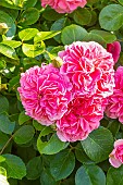 Damask rose, Rosa Quatre Saisons, flowers