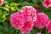 Damask rose, Rosa Quatre Saisons, flowers