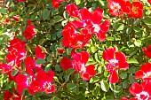 Rosa Rouge Meillandecor, flowers