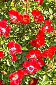 Rosa Rouge Meillandecor, flowers