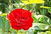 Rosa Coluche, flower
