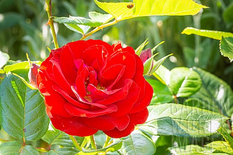 Rosa_Coluche_flower