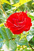 Rosa Coluche, flower