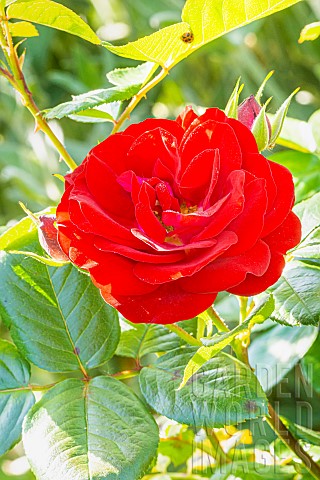 Rosa_Coluche_flower