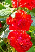 Rosa Coluche, flower