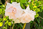 Rosa New Dawn, flowers