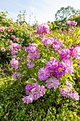 Rosa Raymond Privat, flowers
