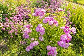 Rosa Raymond Privat, flowers