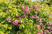 Damask rose, Rosa Quatre Saisons, flowers