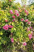Damask rose, Rosa Quatre Saisons, flowers