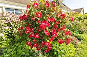 Rosa Rouge Meillandecor, flowers
