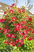 Rosa Rouge Meillandecor, flowers