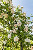 Rosa New Dawn, flowers