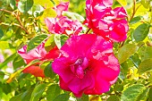 Rosa Mona Lisa, flowers