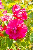 Rosa Mona Lisa, flowers
